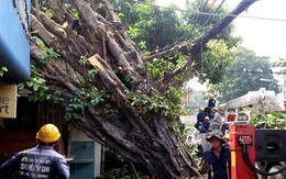 Cổ thụ bật gốc đè 2 nhà ở Sài Gòn