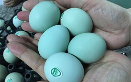 Trứng gà vỏ xanh đang bị “thổi giá”?