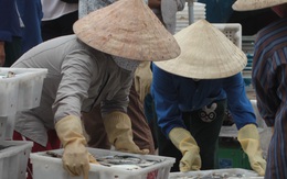 Cá biển dần trở lại các chợ miền Trung