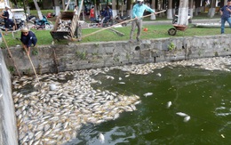 Đà Nẵng: Hàng tấn cá chết do thiếu ô xy?
