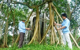 Hành trình duy trì sự sống cho Cây đa Tân Trào