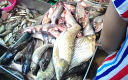 Chợ Dịch Vọng Hậu (Hà Nội): Sáu cơ quan liên ngành kiểm tra nhưng “không phát hiện cá ươn”(?!)