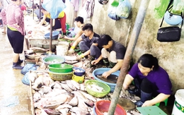 Tấp nập khách “săn” cá ươn giá rẻ tại chợ thực phẩm Hà Nội