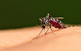 Muỗi truyền Zika đốt ban ngày hay ban đêm?