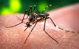 Việt Nam chủ động phòng chống bệnh do virus ZIKA