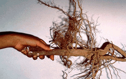 Số phận long đong của loại rễ cây được tôn sùng như “biệt dược phòng the”