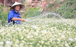 Cúc họa mi được mùa, được giá, nông dân Nhật Tân vui mừng bỏ túi cả trăm triệu đồng