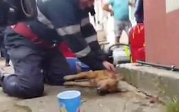 Lính cứu hỏa Romania hô hấp nhân tạo cứu chó gặp nạn