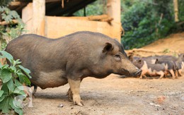 Chuyện ngược đời, người Thủ đô đánh ô tô về quê nghèo “săn Tết”