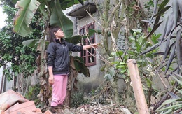 Hà Nội: Lão nông hàng ngày hái chè 200 tuổi hãm nước uống