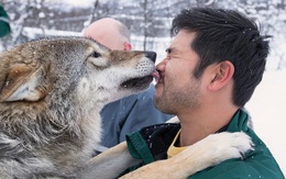 Một khách sạn Na Uy cho phép du khách sống chung cùng sói hoang