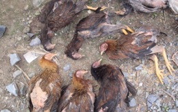 Chưa tìm ra nguyên nhân "gà ăn cá rồi chết" ở Đà Nẵng