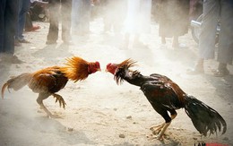 Mất mạng vì cắt tiết gà chọi của người chiến thắng