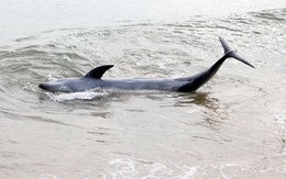 Cá heo nặng 200kg dạt vào bờ biển Đà Nẵng