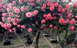 50 triệu đồng một cây hồng - tree rose