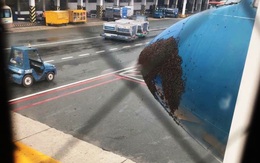 Hi hữu: Bầy ong bám vào mũi máy bay Vietnam Airlines