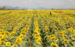 Sức hấp dẫn của "đồi hoa mặt trời" lớn nhất Việt Nam