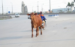 Trâu bò “náo loạn” đường ra sân bay Nội Bài
