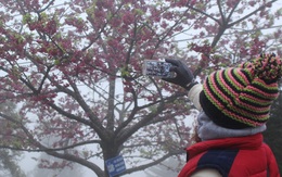 Ngắm hoa anh đào Nhật Bản khoe sắc trong mưa lạnh buốt ở Sapa