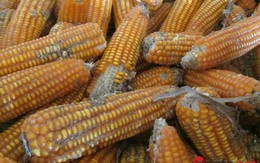 Sơn La: Bán 1kg ngô chưa mua nổi một cốc trà đá