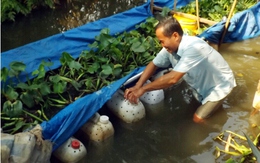 Lãi 10 triệu đồng nhờ nuôi lươn đồng trong can nhựa