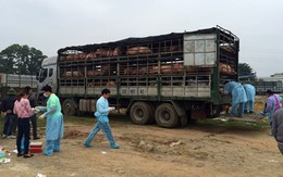 Gần 200 con lợn lở mồm long móng suýt được tiêu thụ