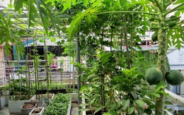 Vườn rau xanh rộng 25m² mùa nào thứ ấy của “Lão Nông Phố” ở Hà Nội
