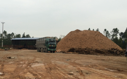 Thanh Hóa: Kiểm tra nhà máy gỗ dăm trái phép trong Khu kinh tế Nghi Sơn