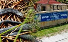 Malaysia có hơn 700 người bị rắn cắn vì lí do nắng nóng