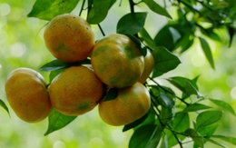 Thu hàng trăm triệu đồng mỗi năm nhờ trồng cam