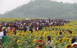 Giới trẻ phát “sốt” với lễ hội hoa hướng dương
