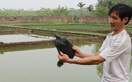 Nuôi ba ba thu nửa tỷ đồng mỗi năm