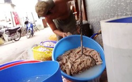 Ớn lạnh bì heo ở Sài Gòn