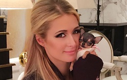 Paris Hilton bỏ 8.000 USD mua cún cưng bé bằng tách trà