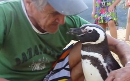 Chim cánh cụt mỗi năm vượt 8.000 km về thăm ân nhân
