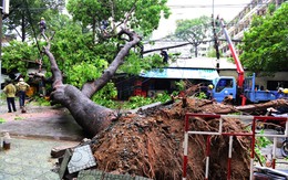 Cổ thụ ở Sài Gòn bật gốc, đè 3 căn nhà