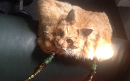 Túi nhồi bông đầu mèo chết gây tranh cãi ở New Zealand