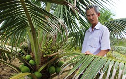 Trồng dừa xiêm lùn trên cát, nhàn nhã thu tiền