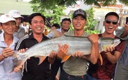 "Thủy quái sông Đà" mắc câu người dân ở Hải Phòng