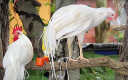 Trào lưu kinh doanh gà độc, lạ cho năm Đinh Dậu