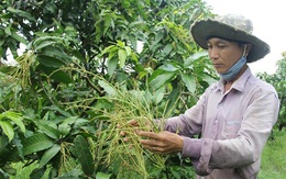 Nông dân buồn bã nhìn xoài vụ Tết rụng trắng vườn, thất thu tiền tỷ