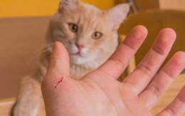 Bị mèo cào xước tay có nên chích ngừa dại?