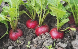 7 loại rau củ nếu gieo trồng vào mùa Thu sẽ lên xanh tốt mơn mởn