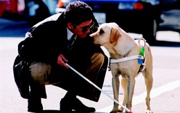 Bài học nhìn người từ câu chuyện con chó dẫn đường và người chủ mù lòa