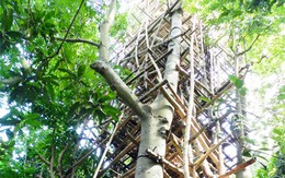 Lạ lùng cụ ông chỉ thích ở trên… ngọn cây!