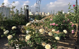 Vườn hồng đẹp như ở Châu Âu trên sân thượng bà mẹ hai con
