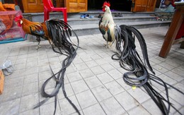 65 triệu đồng một cặp gà giống Nhật có bộ lông dài 7m