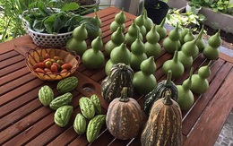 Mê mệt vườn rau quả hữu cơ xanh mướt của mẹ 8X ở Sài Gòn