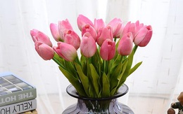Kỹ thuật trồng hoa Tulip trổ bông 100% để kịp trang trí nhà đón Tết