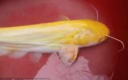 Xôn xao người dân Nghệ An câu được cá trê vàng quý hiếm nhất thế giới